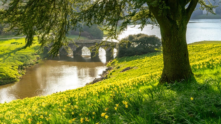 Palladian bridge and daffodils at Stourhead, Wiltshire